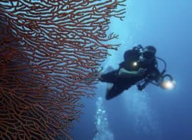Diving Bohol Sea Fan Scuba Diver