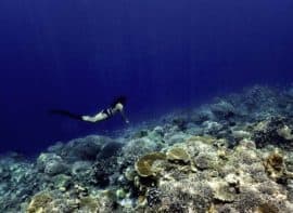 Diving Philippines Apo Reef