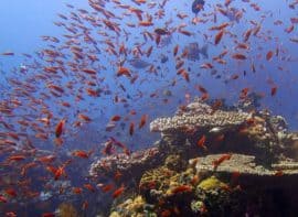 Diving Philippines Batangas Verde Island