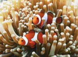 Diving Philippines Nemo