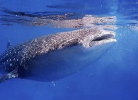 Diving Philippines Whalesharks