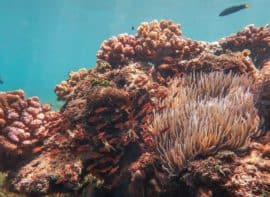 Negros Oriental Diving Reef